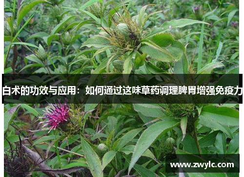 白术的功效与应用：如何通过这味草药调理脾胃增强免疫力