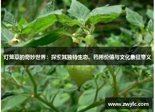 灯笼草的奇妙世界：探索其独特生态、药用价值与文化象征意义