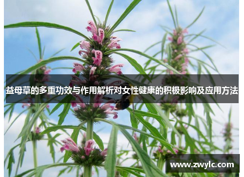 益母草的多重功效与作用解析对女性健康的积极影响及应用方法