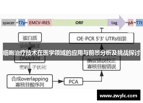 细胞治疗技术在医学领域的应用与前景分析及挑战探讨